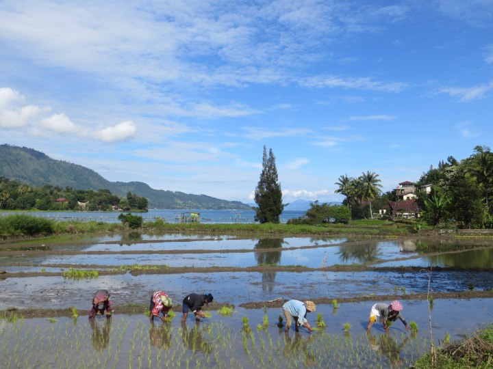 lake toba sumatra