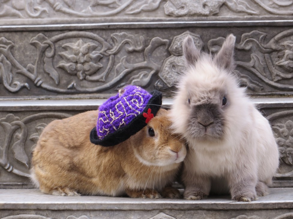 rabbits yokohama chinatown
