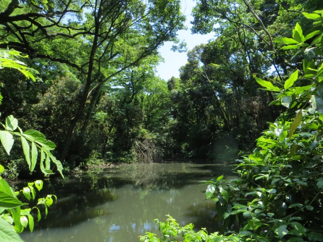 Institute for Nature Study, Tokyo