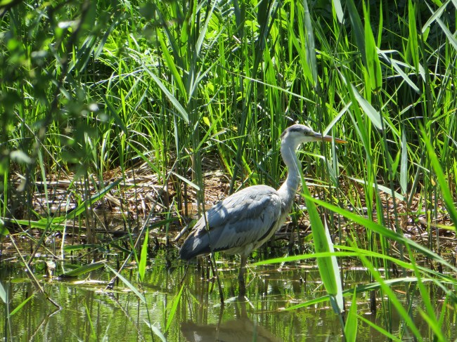 Institute for Nature Study, Tokyo