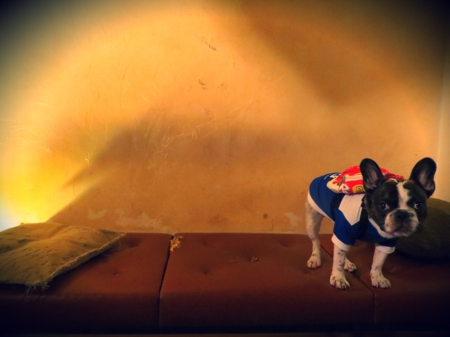 Tokyo Gotokuji temple cats