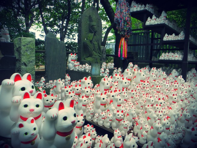 tokyo gotokuji japan cats temple