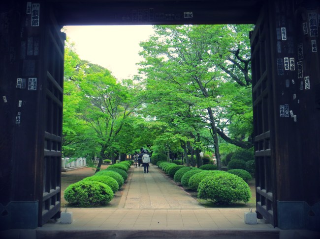 Gotokuji Temple tokyo cats