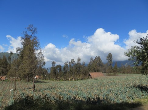 Homestay Indonesia Cemoro Lawang