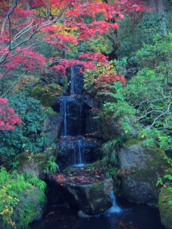 japan autumn leaves takao