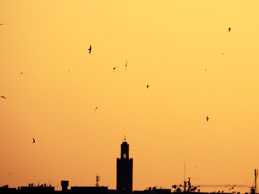 swifts marrakech
