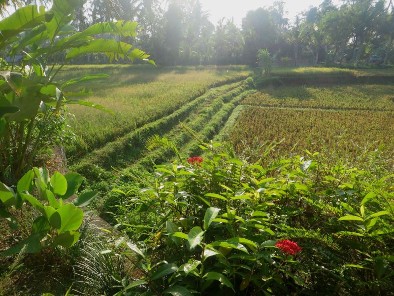 villa sabandari ubud