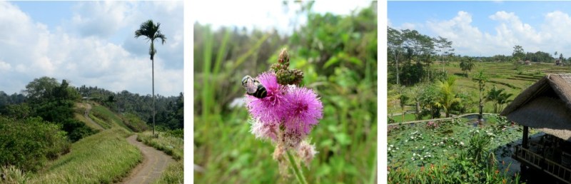 villa sabandari ubud