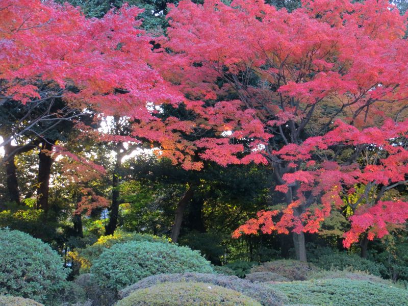 autumn-japan-ikimasho-16