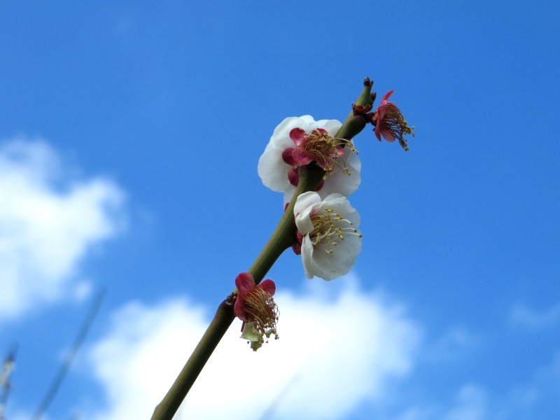 setagaya-plum-festival-hanegi-park-2