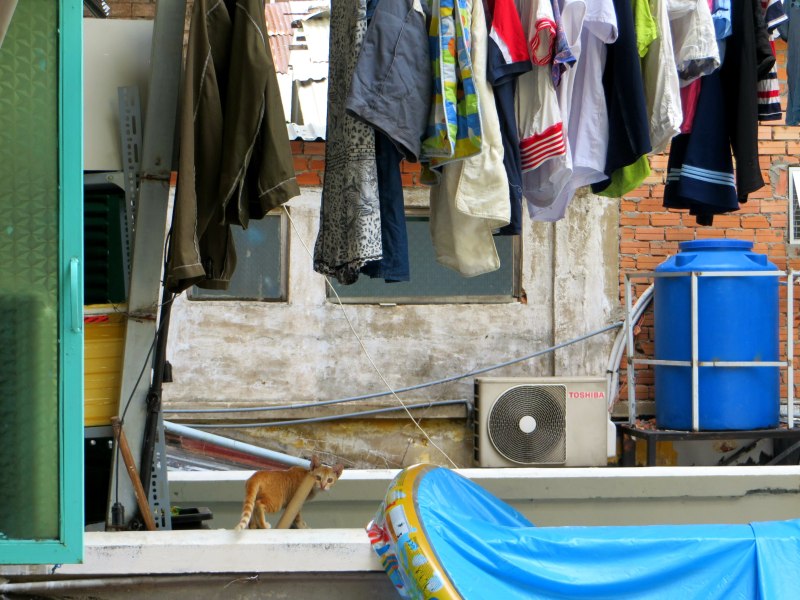 Cat. Washing. Saigon