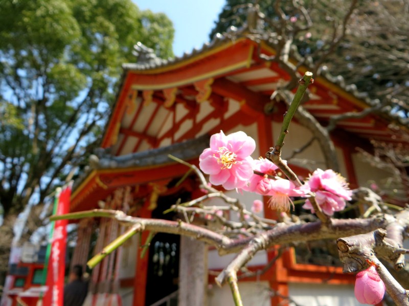Dazaifu sakura