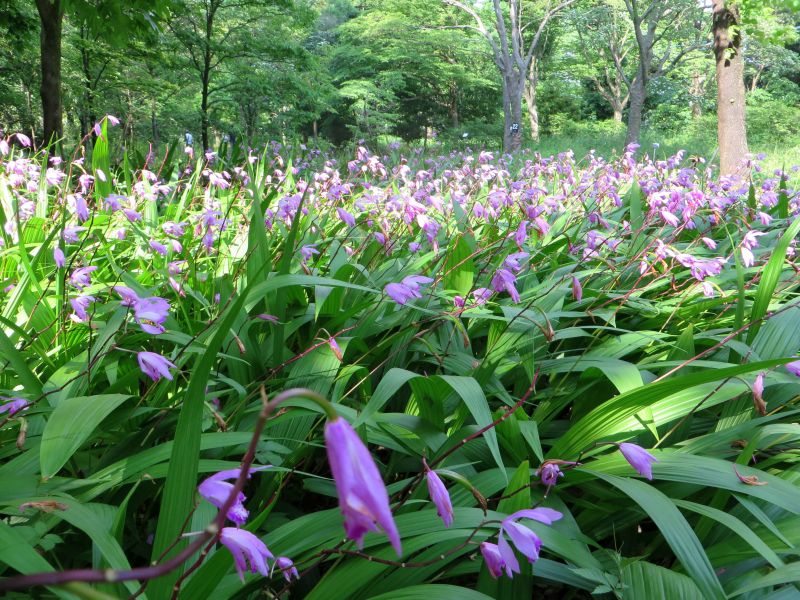 Jindaiji Magical Meadow