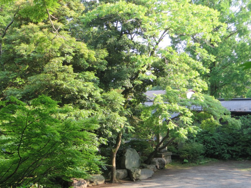 Jindaiji Trees