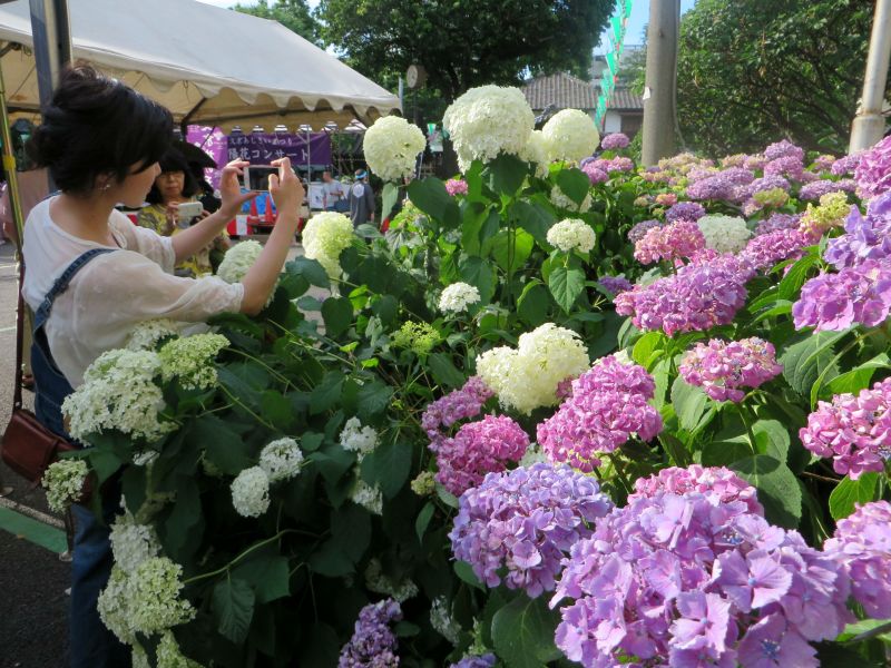 Hydrangea Tokyo