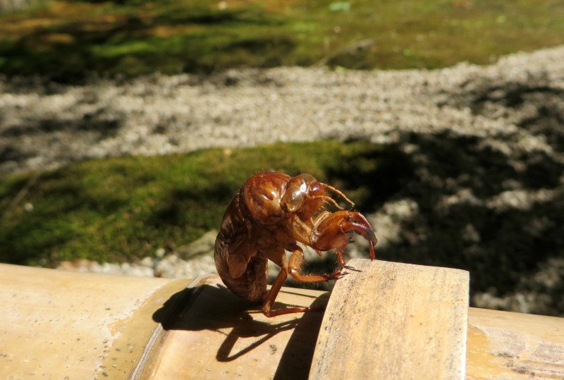 Hokokuji Bamboo Kamakura 14