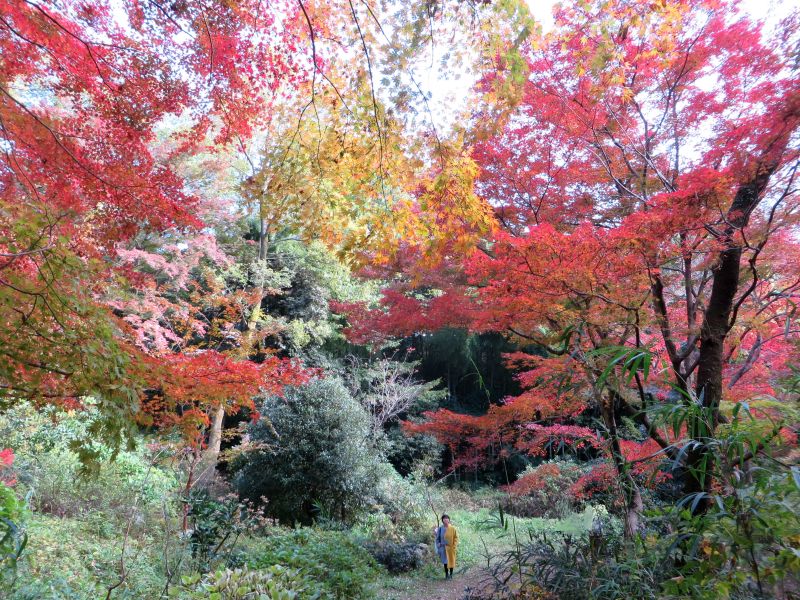 Todoroki Valley Tokyo Autumn Fall 6 Justin Egli