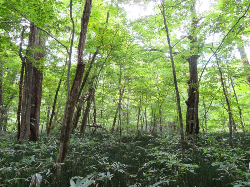 Trees along the Oriase river Aomori