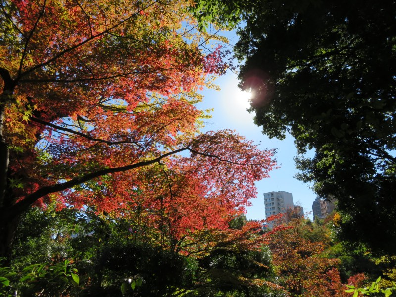 Nezu Garden Museum Tokyo 2 Autumn Fall