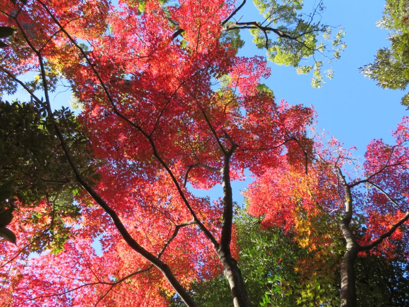 Nezu Garden Museum Tokyo 3 Autumn Fall
