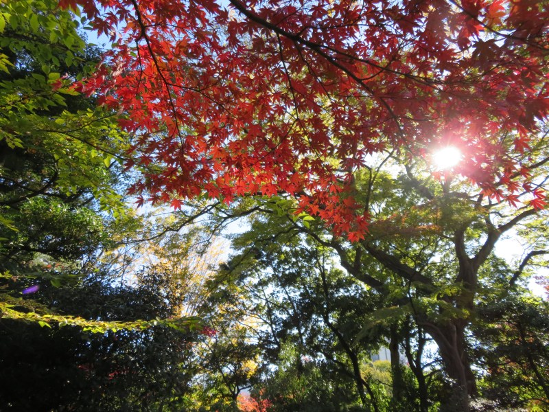 Nezu Garden Museum Tokyo