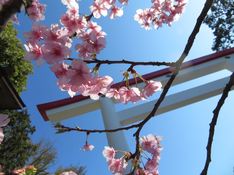 Ten-en hiking trail kamakura 6