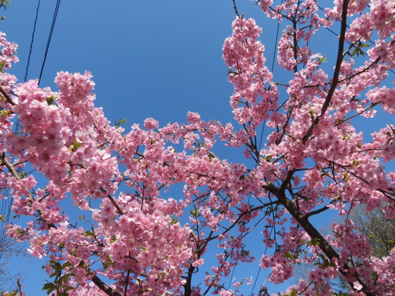Ten-en hiking trail kamakura 7