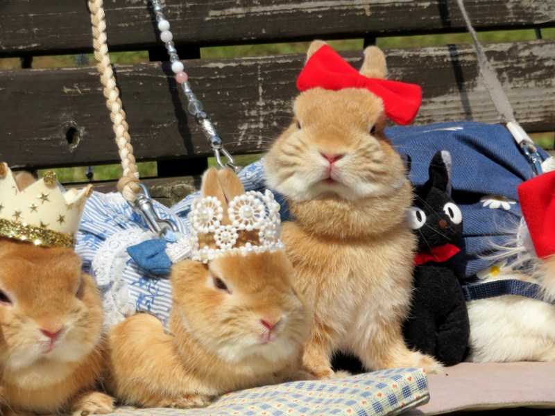 Rabbits dressed up Tokyo 2