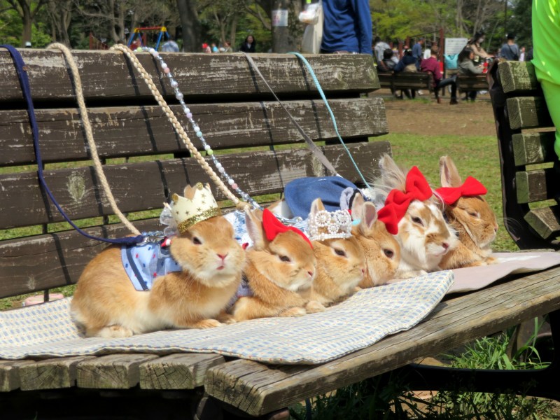 Rabbits dressed up Tokyo