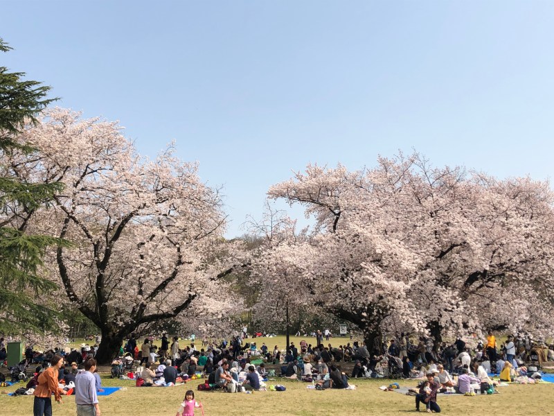 Sakura cherry blossoms Tokyo 12