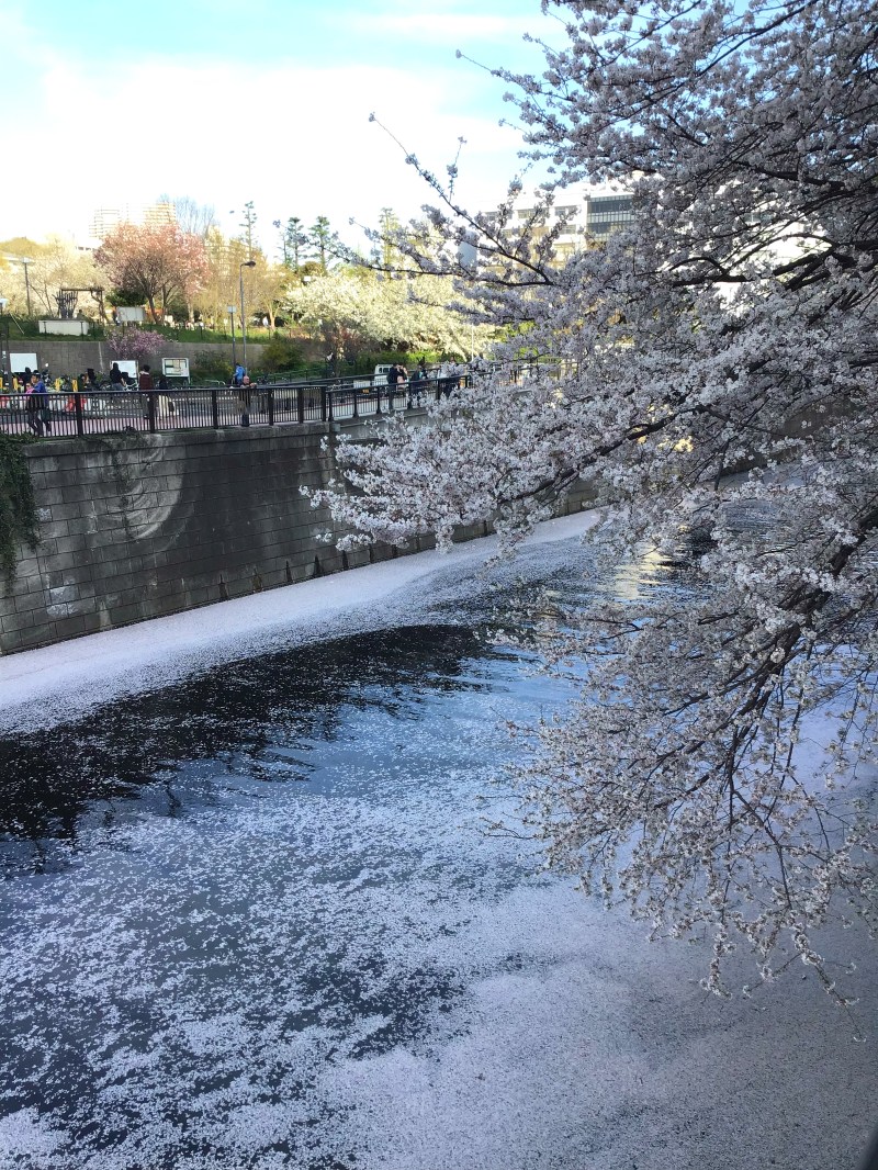 Sakura cherry blossoms Tokyo 14