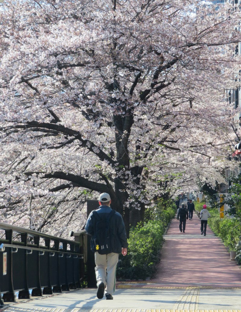 Sakura cherry blossoms Tokyo 3