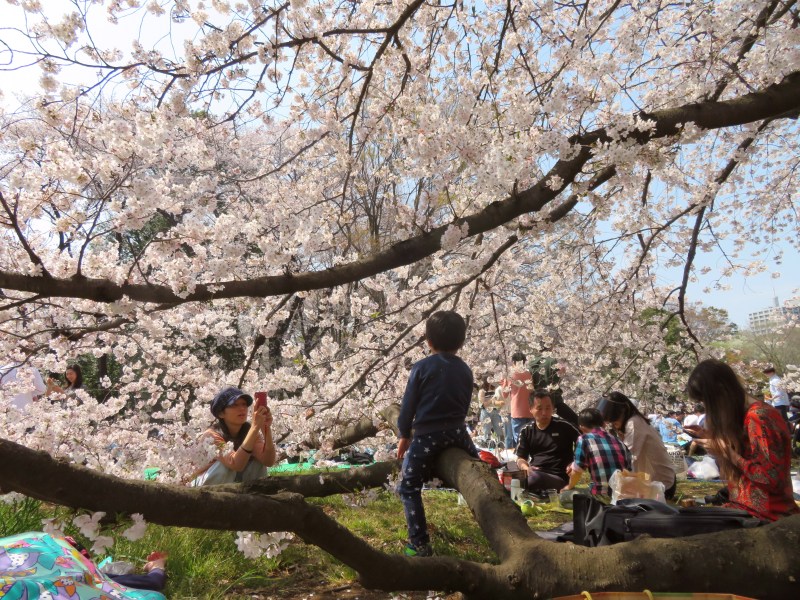 Sakura cherry blossoms Tokyo 4