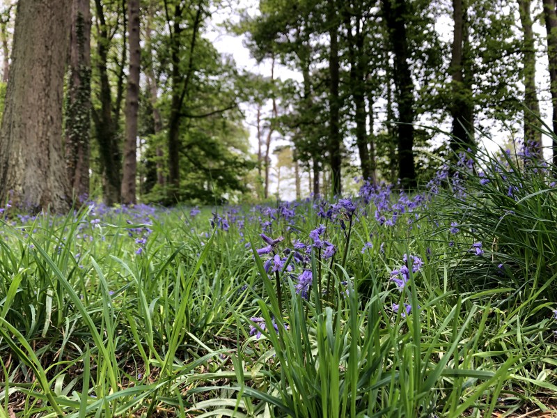 Bluebells northern ireland