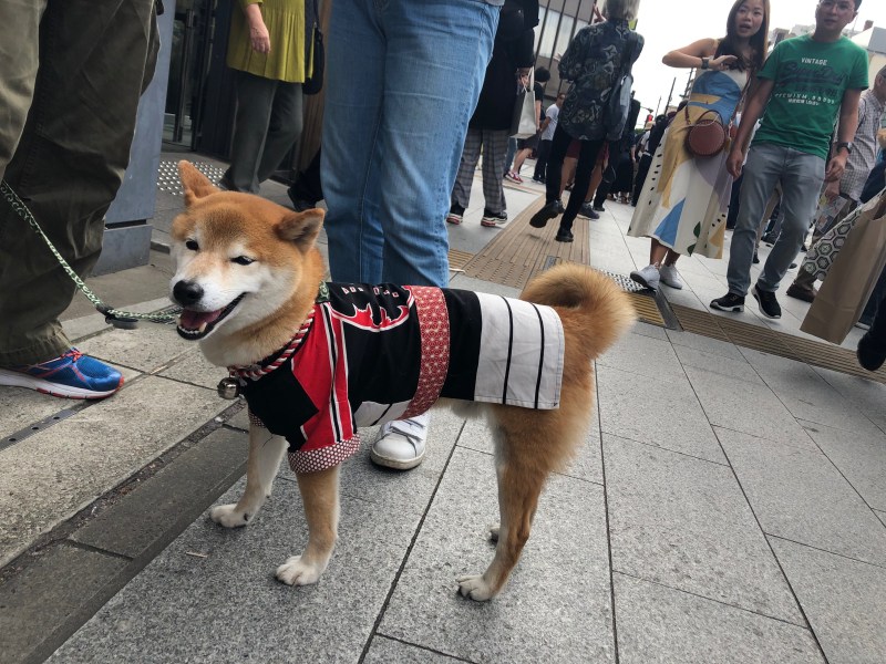 Matsuri dog costume Tokyo