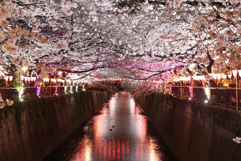 Nakameguro nighttime cherry blossoms