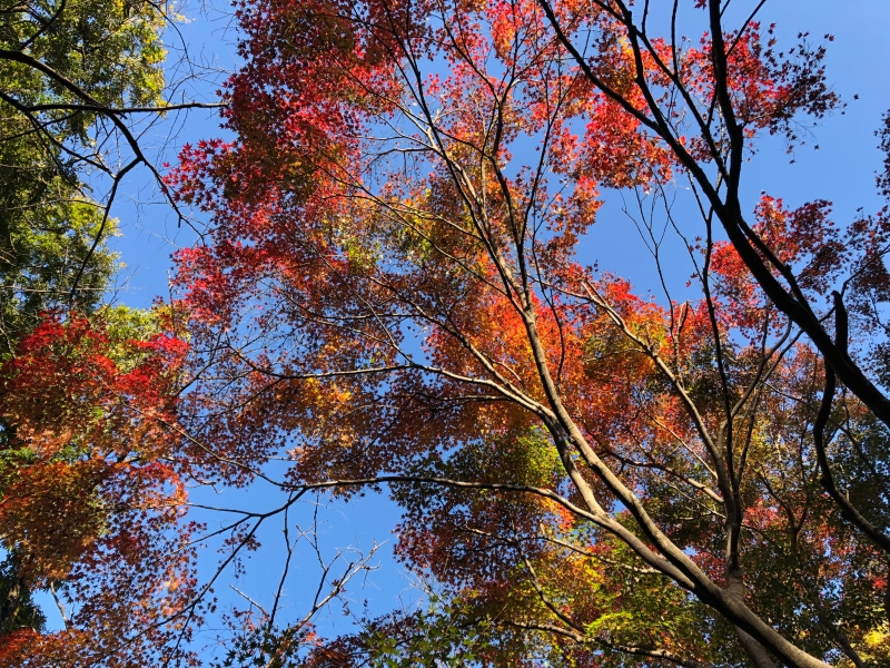 Autumn leaves Todoroki