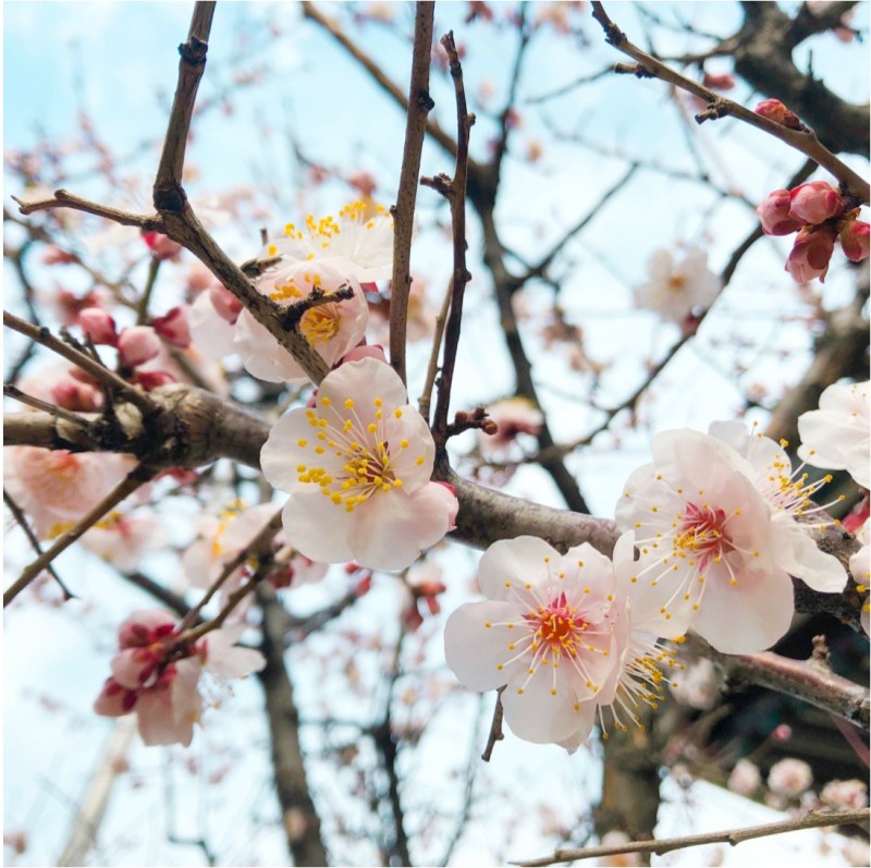 87790372_504291180505323_3148993725628153856_n