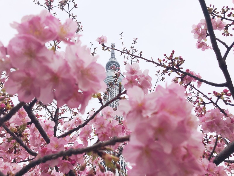 sakura cheery blossoms tokyo japan