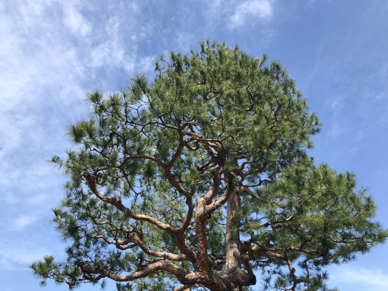 18. Kanazawa trip tree