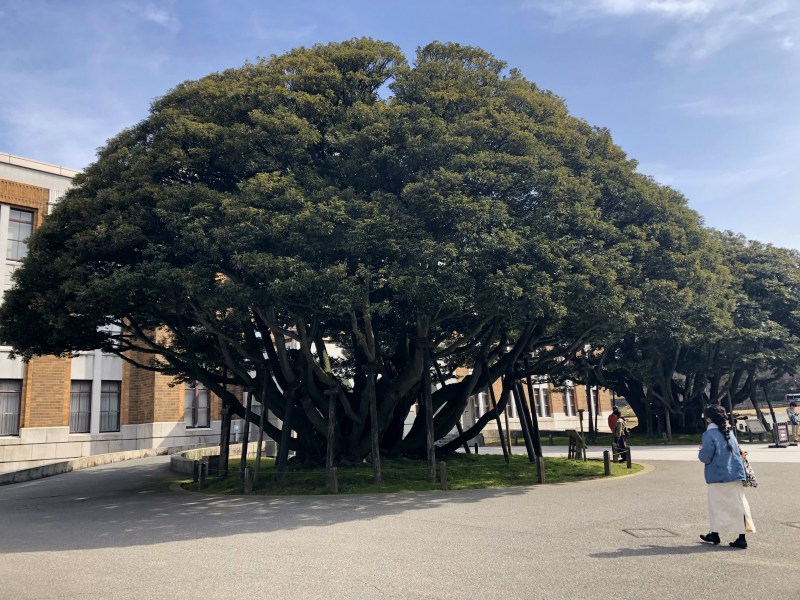 19. Kanazawa trip tree 2