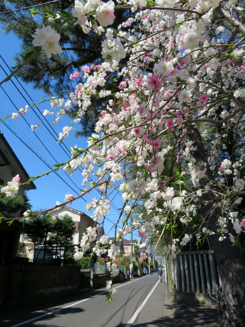 suburbia tokyo sakura suburban