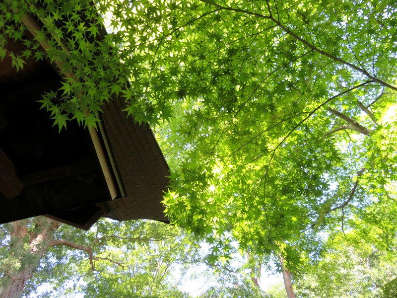 sun and leaves emple tokyo japan